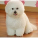 몽실이 이미지
