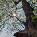 남면 삼용리 주엽나무 이미지