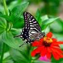 벌과나비 이미지