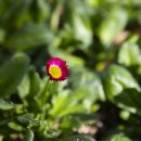 안산 식물원 이미지