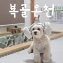큰복골 | 강원도 양양 애견동반펜션 &#34;복골온천&#34;에서 힐링하고 왔어요 온천탕후기 내돈내산