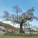 영천 약남리 회화나무 이미지