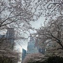 2호선 동백역 | 해운대 숨은 명소! 동백역 수양벚꽃 및 대우마리나 벚꽃터널 그리고 유럽느낌 물씬 나는 감성카페...