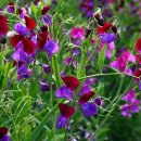 스위트피(sweetpea) 이미지