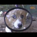 응도