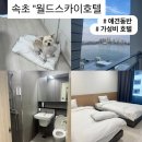 씨유전주제일점 | 속초 월드스카이호텔 애견동반 펫룸 내돈내산 불만족 솔직 후기+꿀팁