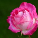 근덕초 궁촌분교장 이미지