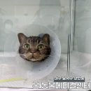 본 동물메디컬센터 외과동물병원 | 노묘 고양이 치아흡수병변 스케일링·발치 후기 과정부터 비용까지 기록