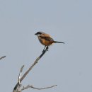 아산의 긴꼬리때까치(Long-tailed Shrike) 이미지