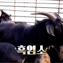 부자 흑염소농장 이미지