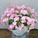웰빙농원 - 천안시 서북구 망향로 1034 | 웰빙꽃농원 광주꽃배달 어버이날선물 준비 후기