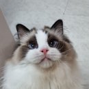 엘름트리 캐터리 이미지