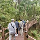 치유의 숲 이미지