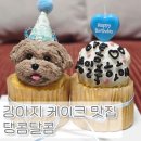 댕콤달콤 | 김포 걸포북변역 근처 강아지 반려동물 수제 케이크 맛집 댕콤달콤 내돈내산 솔직후기!