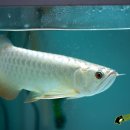 피시매니아 이미지