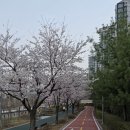 서울송례초등학교 | 송파 위례 벚꽃 스팟 및 위례호수공원 벚꽃 상황(4월 1일 현재)
