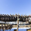 미시령황태연가 이미지