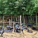 하빈염소농장 이미지