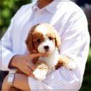 유어펫 라운지 강아지분양 이미지