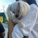 둥둥펫살롱 이미지