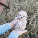 미니펫 강아지분양 고양이분양 수원점 이미지