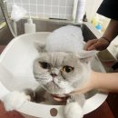 러브펫살롱 이미지