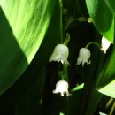 널부르는소리야 이미지