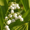 오리마중 이미지