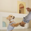 개라데이션 이미지