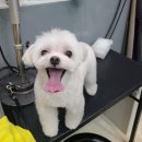 강남애니펫샵 이미지