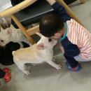 퍼피샬롱 이미지