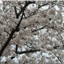 제77차 진해 웅산 벚꽃 테마 산행 안내(2007.04.01) 이미지