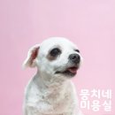 애니네 반려견 미용실 이미지