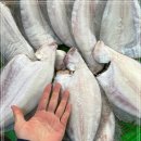 3월 31일(금) 목포는항구다 생선카페 판매생선[ (건조생선) 참가자미, 참돔, 참농어 / 홍어, 참농어 ] 이미지
