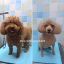 59펫살롱