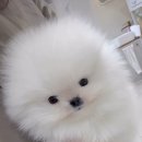 미앤멍 강아지분양 제주본점 | 봄바람타고씽씽달리는우리강아지건강지킴이3월예방접종안내