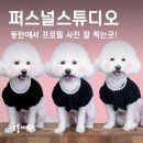 동탄사진관 퍼스널동탄역점, 강아지프로필사진 완전 만족 후기!