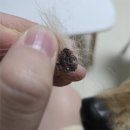 펫블리 | [펫보험 후기] DB손해보험 펫블리 가입 후 실제 청구 후기 | 중형견 진도믹스