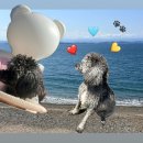 멍사무소 | 함께 떠나는 바다! 흥환간이해수욕장 멍비치 방문 후기 &amp; 꿀팁 정리 🐶🌊(입장료, 시설, 취사 규정 변경)