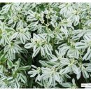 한성아파트 옆 버스정류장 이미지