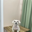 올리브펫살롱 이미지
