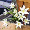 매일 꽃 이미지