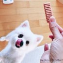 (주)위드덴탈랩 | 맛있게 씹으면서 이빨 관리하는 강아지덴탈껌 디디랩 치석제거 덴탈껌 장 피부 눈물까지 케어하는...