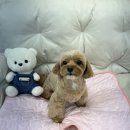 몽셀펫살롱 이미지