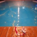 미진수영장 이미지