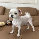 까끼애견미용 이미지