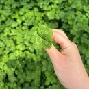 행운도시락 이미지