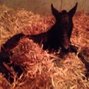 순산목장 이미지