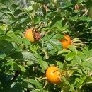 고향산천농장 이미지