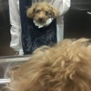 다이소원종사거리점 | 원종역 동물병원 24시 아이동물메디컬센터 자궁축농증 수술후기